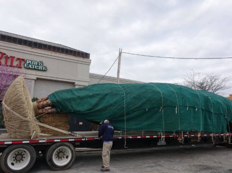 Enormous tree being delivered by 18 wheeler