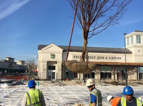 Tree being lowered by crane